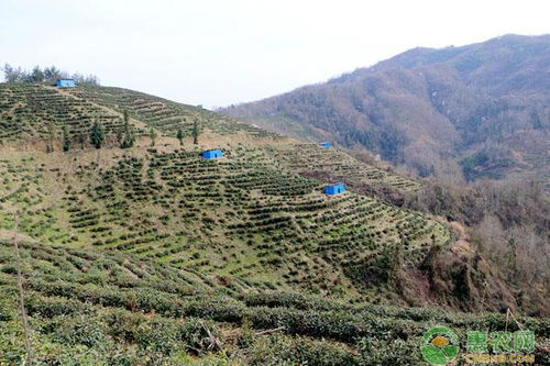 茶叶的市场前景及种植效益如何 附种植要点