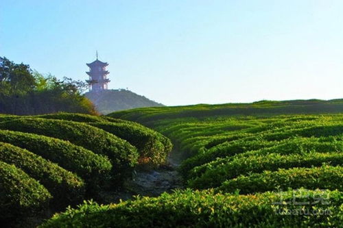 皇家御用珍品蒙顶山茶种类