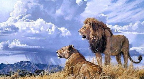 为什么雄狮子遭受入侵者攻击时,雌狮子不会帮忙 是因为无情吗