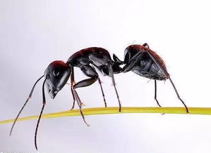 蚂蚁外形特点,蚂蚁外形特点简写