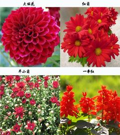 秋天最美的花5种 10种代表秋天的植物