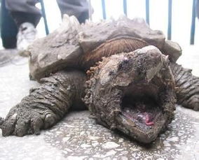世界上最凶猛的龟 鳄龟
