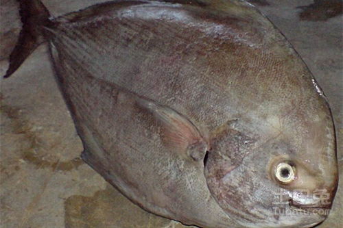黑鲳鱼图片及其营养价值