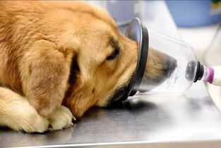 划重点 狗狗绝育手术时呼吸麻醉与注射麻醉的利弊