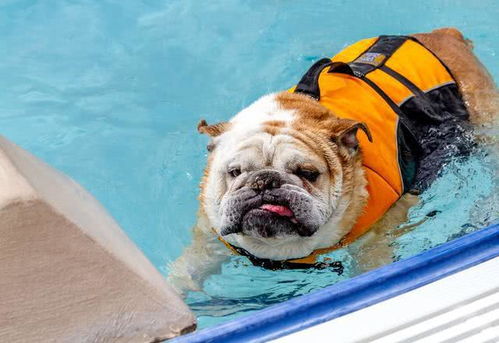 辟谣 狗狗并非天生会游泳,直接把狗扔水里,会害了它