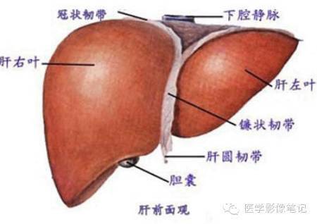 肝脏功能解剖及变异