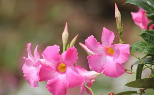 想要飘香藤开花多开花时间长,基本养护是关键