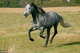 心理测试 那匹马是千里马 秒测你最具魅力的性格 