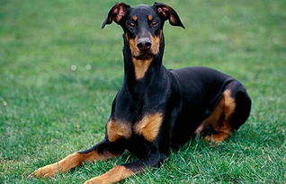 杜宾犬性格如何 饲养方法 训练方法 杜宾犬价格多少钱一只