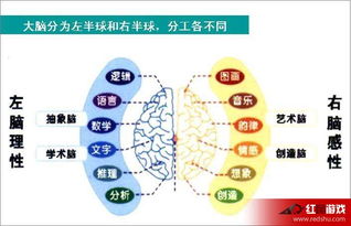 开发右脑让孩子变得更聪明