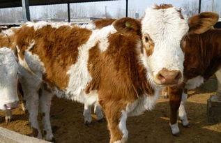 肉牛快速育肥技术 养牛技术 