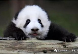 熊猫熊猫,我心中的阿娇