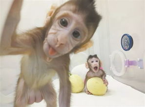 空间周播报丨世界首个体细胞克隆猴在中国诞生