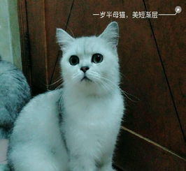 美短母猫已绝育,一窝2个月大的蓝白猫仔