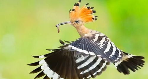 在农村,戴胜鸟又被称为 棺材鸟 ,为何它们身上总是臭臭的