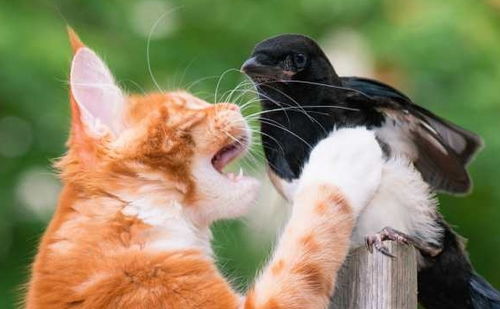 猫咪抓了只鹦鹉,被猫妈一顿揍,再这样主人就不要你了