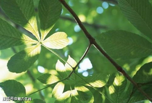 是个 花心大萝卜 的3生肖男,对妻子特别抠门,对自己非常大方