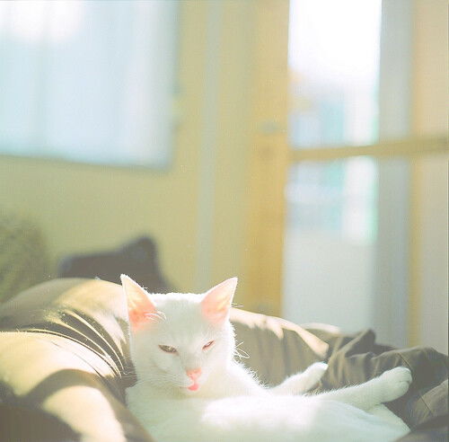 这只猫叫小白 相传是猫和雪兔的爱情结晶