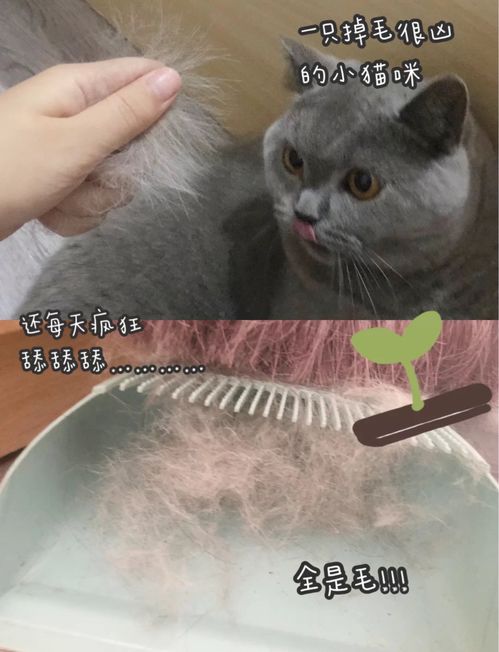 养猫新手需要知道的化毛好产品化毛球片