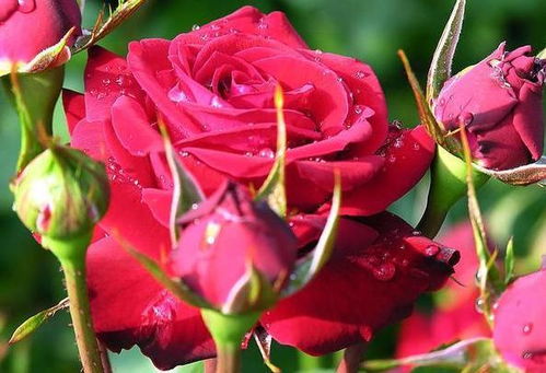 喜欢艳丽的玫瑰花 就在家盆栽,注意3点比月季好看 好打理