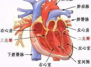 高血压性心脏病的治疗