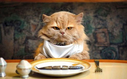 成年猫为什么不能吃营养更好的幼猫粮