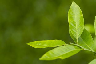 怎么选择适合自己喝的茶叶（自己喝什么价位的茶）