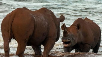 两头犀牛爆发内战,疯狂撞击在一起,收场却让摄影师摸不着头脑