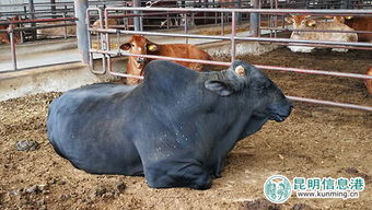 餐桌背后的 听牧肉牛 一头牛的今生今世