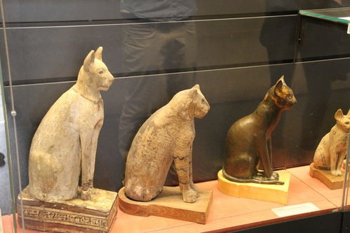 古埃及人为什么对猫如此着迷