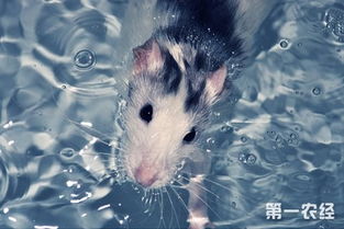 老鼠会游泳吗 老鼠有什么本领