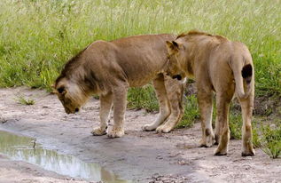 狮子与幼蛇对峙竟败下阵来令人吃惊