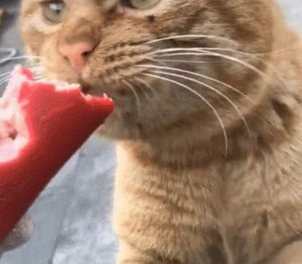 男子买了香肠给流浪猫,没想到它直接吃哭了,这一幕让人受不了