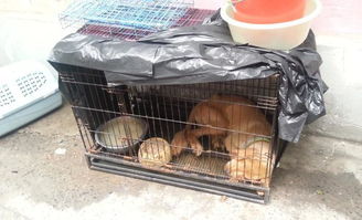 上海一 宠物救助中心 被指贩狗虐狗 屡遭举报