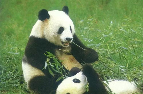 熊猫也会伤害人类,而且事后还不吃不喝,这是为什么呢