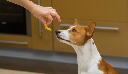 狗狗能吃柠檬吗 吃了柠檬会出现什么情况 关于柠檬和狗狗的关系