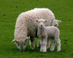 1967年出生属羊的人2015年运程 