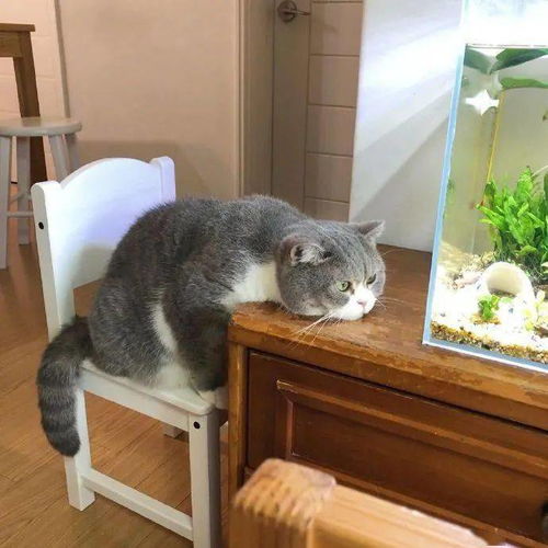 自从养了鱼后,家里的猫每天就这样一直盯着,好投入