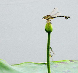 关于荷叶与蜻蜓的诗句