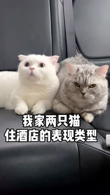 你想和哪只猫一起住酒店呢 