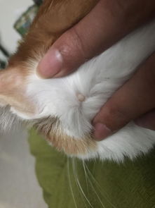 猫咪皮肤上突然长了一个痘痘,不红,没有皮屑,有点像肉痘痘,这是怎么回事 怎么处理 猫咪今年7岁了 