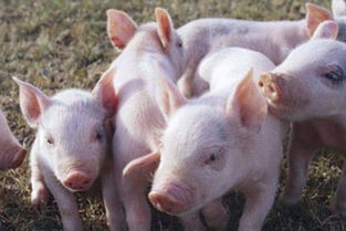 猪吃全价料划算吗 养猪节省饲料成本的方法
