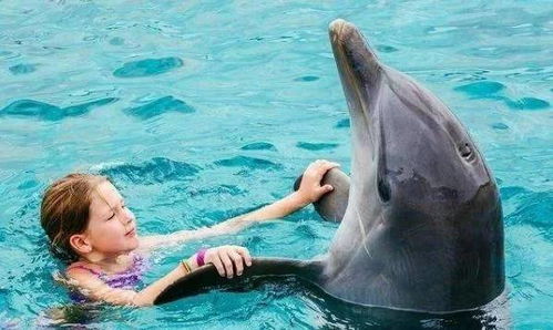 海豚为何喜欢亲近人类 原来在海豚的眼里,我们长这样