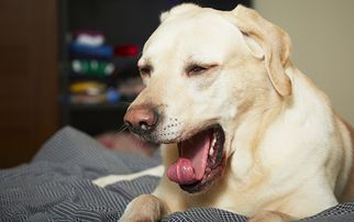 如何预防和治疗狗狗支气管肺炎