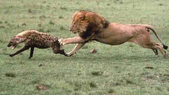 100只最强悍的非洲鬣狗能否干过雄狮,甚至干掉狮群吗 请看 