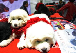 华北藏獒博览会 百余只幼犬成交 
