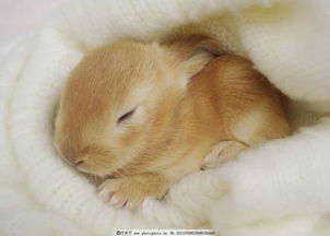 兔子闭眼睛睡觉吗 