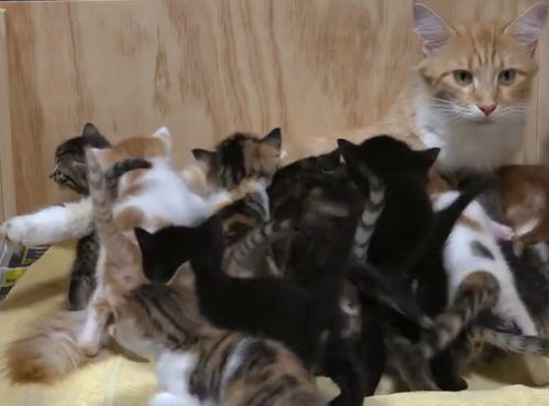 橘猫妈妈生了14个小猫崽 喂奶时表情亮了 感觉身体被掏空