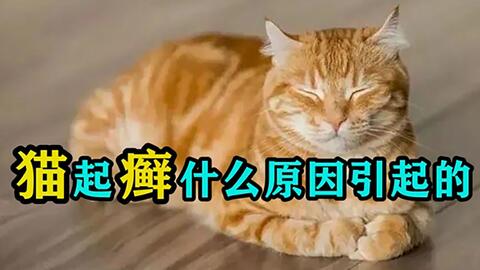 家里养的宠物猫为什么也会长癣 猫起癣什么原因引起的