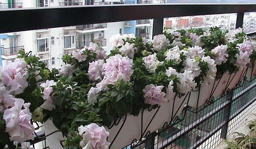 阳台家庭花卉装修效果图 